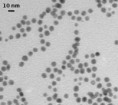 Antibody labeled with nanoparticles-Au10s_Goat-anti-Mouse